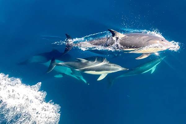 Dolphin & Wildlife Cruise