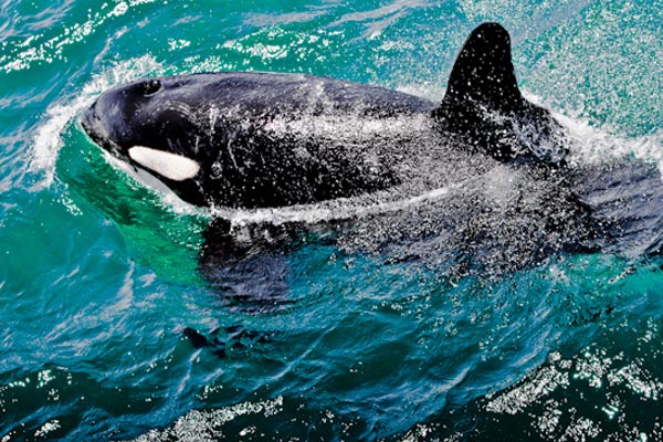 Wildlife Cruise - Orca & Dolphins