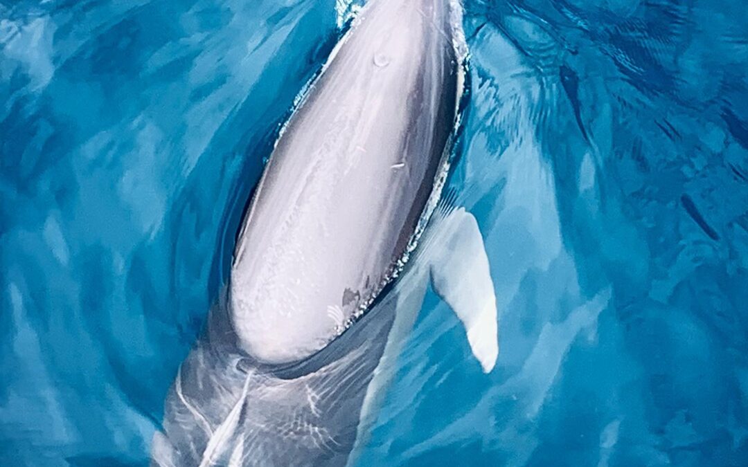 Is it safe to swim with Dolphins