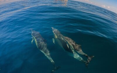 The Ultimate Dolphin Experience in Tauranga